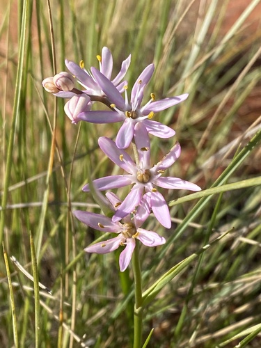 Wurmbea deserticola