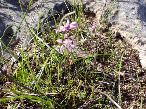 Wurmbea dioica (Early Nancy) — photo