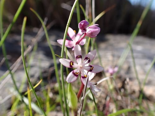 Wurmbea dioica (Early Nancy) — photo