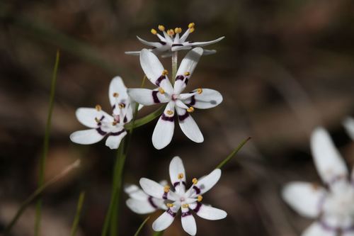 Wurmbea dioica