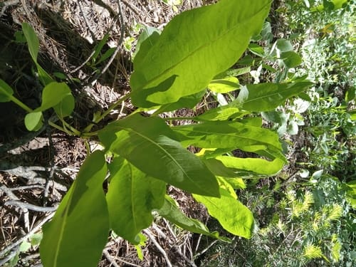Wyethia amplexicaulis (Mulesears wyethia) — photo