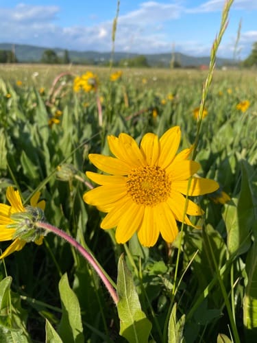 Wyethia angustifolia (California compass plant) — photo