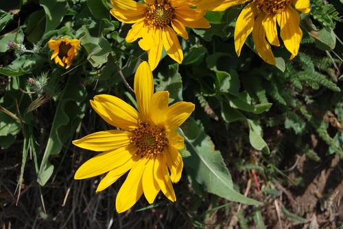 Wyethia angustifolia