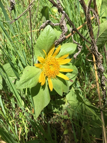 Wyethia glabra (Coast Range Mulesears) — photo
