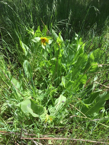 Wyethia glabra (Coast Range Mulesears) — photo