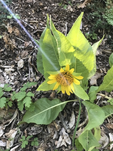 Wyethia glabra