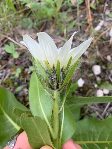 Wyethia helianthoides (Sunflower wyethia) — photo