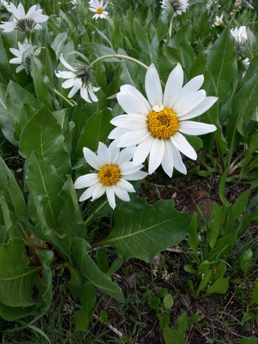 Wyethia helianthoides