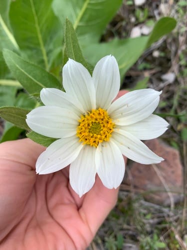 Wyethia helianthoides (Sunflower wyethia) — photo
