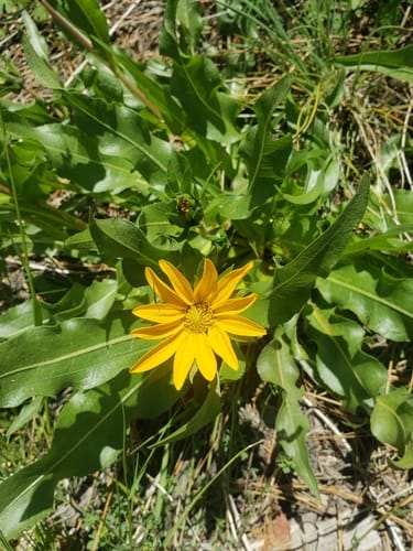 Wyethia longicaulis (Humboldt mulesears) — photo