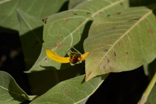 Wyethia mollis (Woolly wyethia) — photo