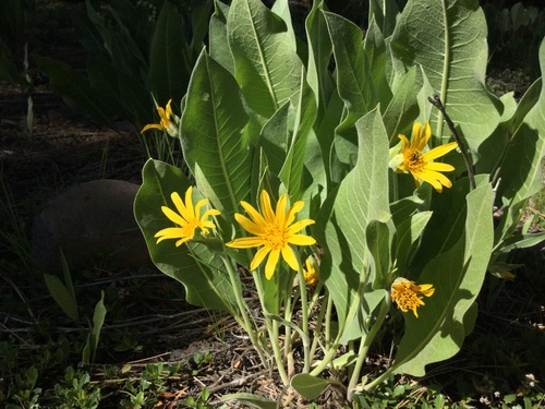 Wyethia mollis