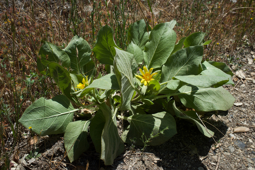 Wyethia ovata (Southern mulesears) — photo