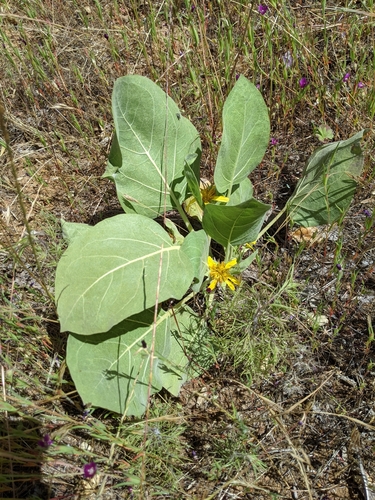 Wyethia ovata (Southern mulesears) — photo