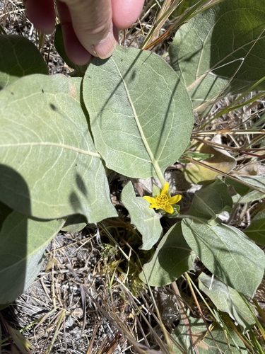 Wyethia ovata