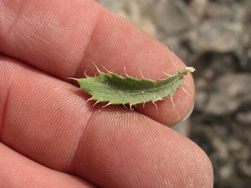Xanthisma grindelioides (Nuttall goldenweed) — photo