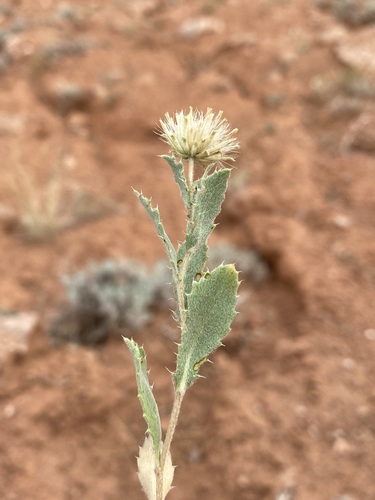 Xanthisma grindelioides (Nuttall goldenweed) — photo