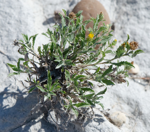 Xanthisma grindelioides