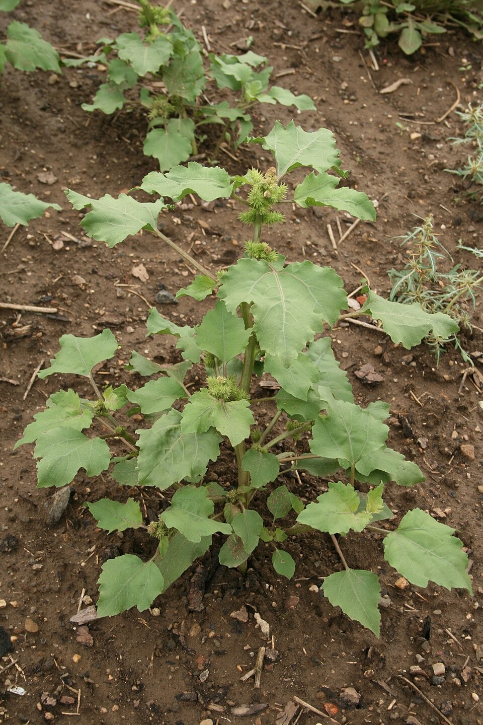 Xanthium commune