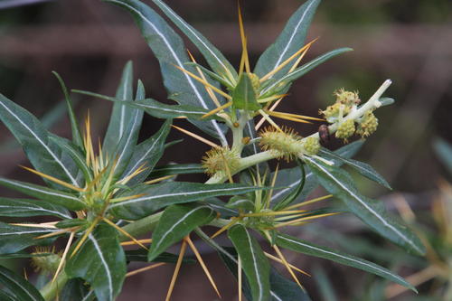 Xanthium spinosum (Spiny clotbur) — photo