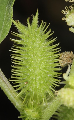 Xanthium strumarium (Giant cocklebur) — photo