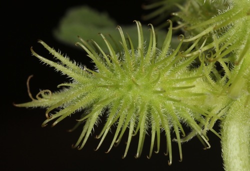 Xanthium strumarium (Giant cocklebur) — photo