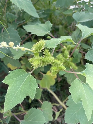 Xanthium strumarium