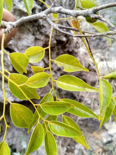 Xanthocercis madagascariensis — photo