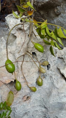 Xanthocercis madagascariensis