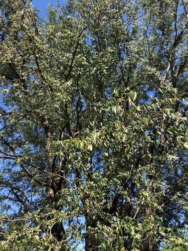 Xanthocercis zambesiaca (Nyala tree) — photo
