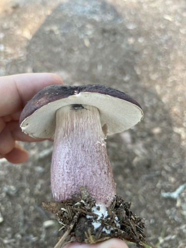 Xanthoconium separans (Lilac bolete) — photo