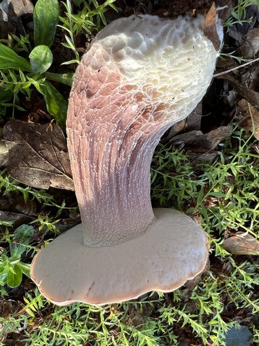 Xanthoconium separans (Lilac bolete) — photo
