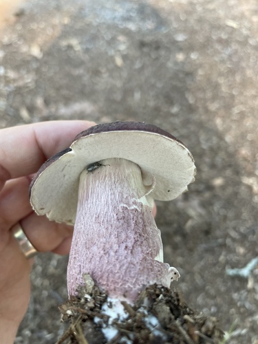 Xanthoconium separans