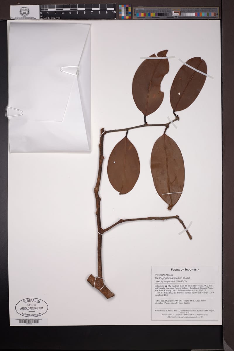 Xanthophyllum amoenum — photo