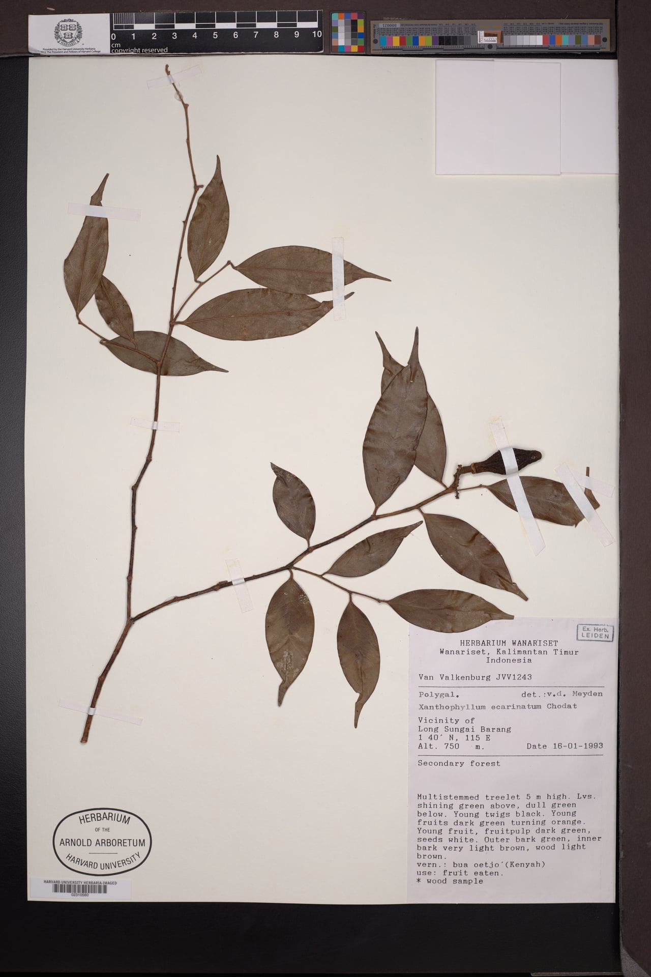 Xanthophyllum ecarinatum — photo