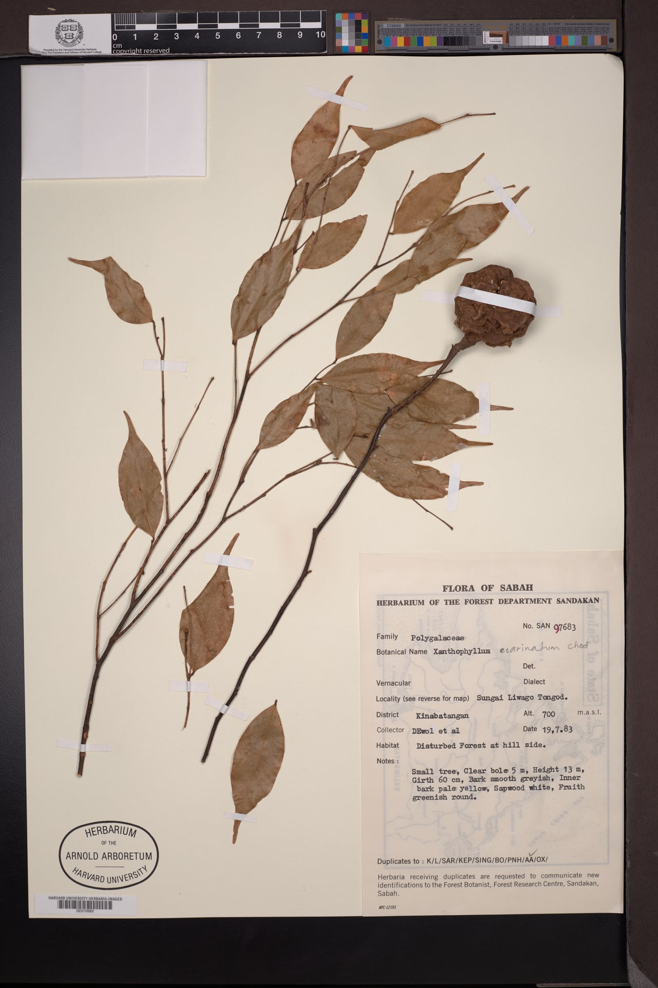 Xanthophyllum ecarinatum — photo