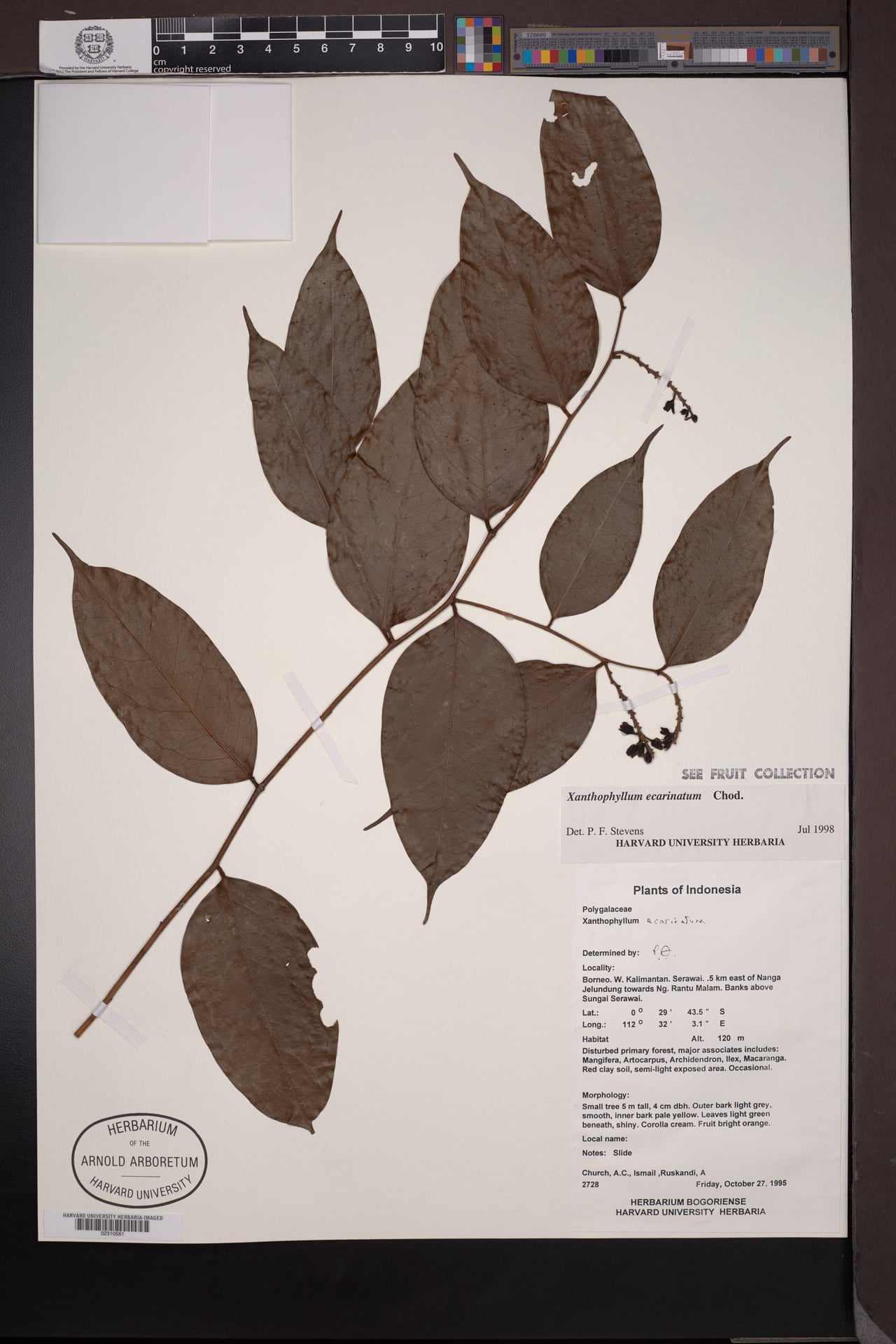 Xanthophyllum ecarinatum
