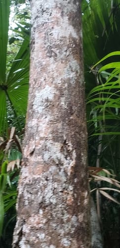Xanthophyllum hainanense — photo