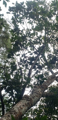 Xanthophyllum hainanense