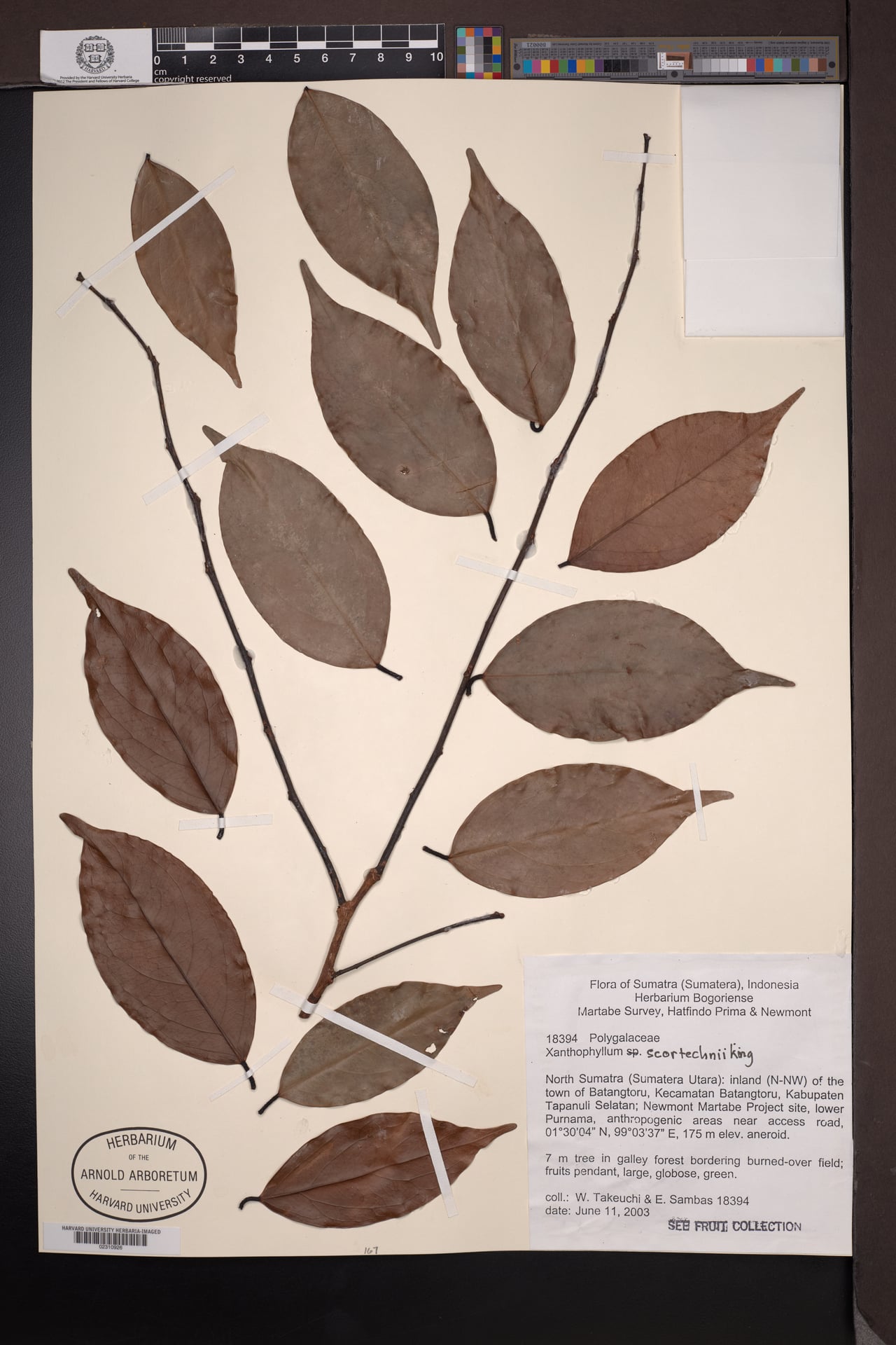 Xanthophyllum obscurum (Kayu batu) — photo