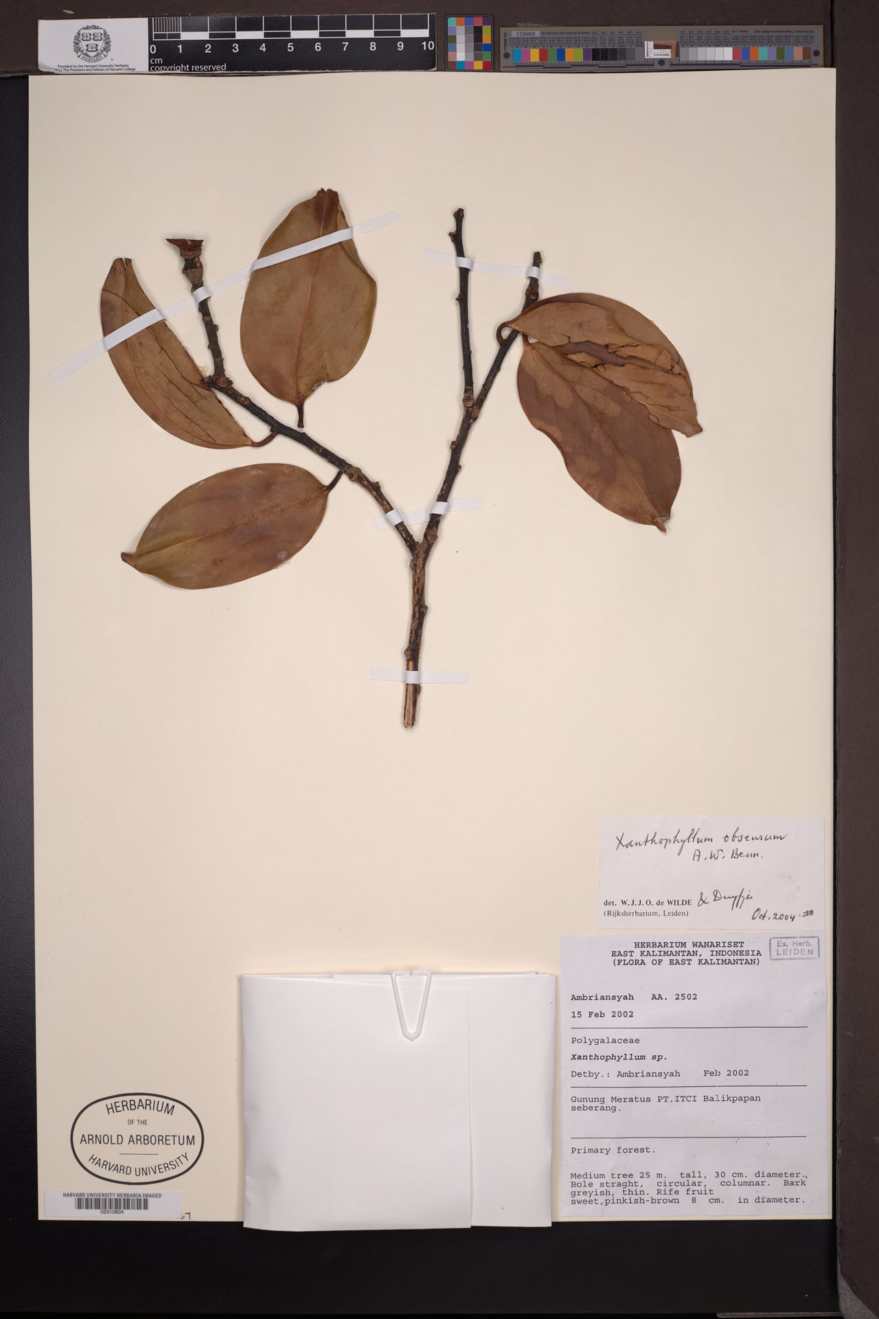 Xanthophyllum obscurum (Kayu batu) — photo