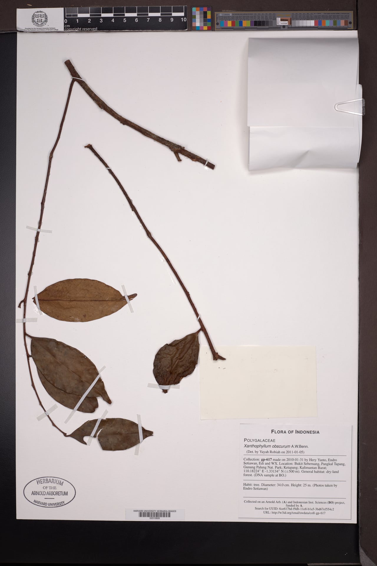 Xanthophyllum obscurum (Kayu batu) — photo