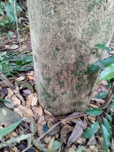 Xanthophyllum rufum — photo