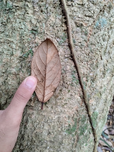 Xanthophyllum rufum