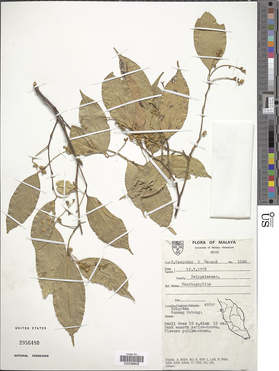 Xanthophyllum sp (Rangil) — photo