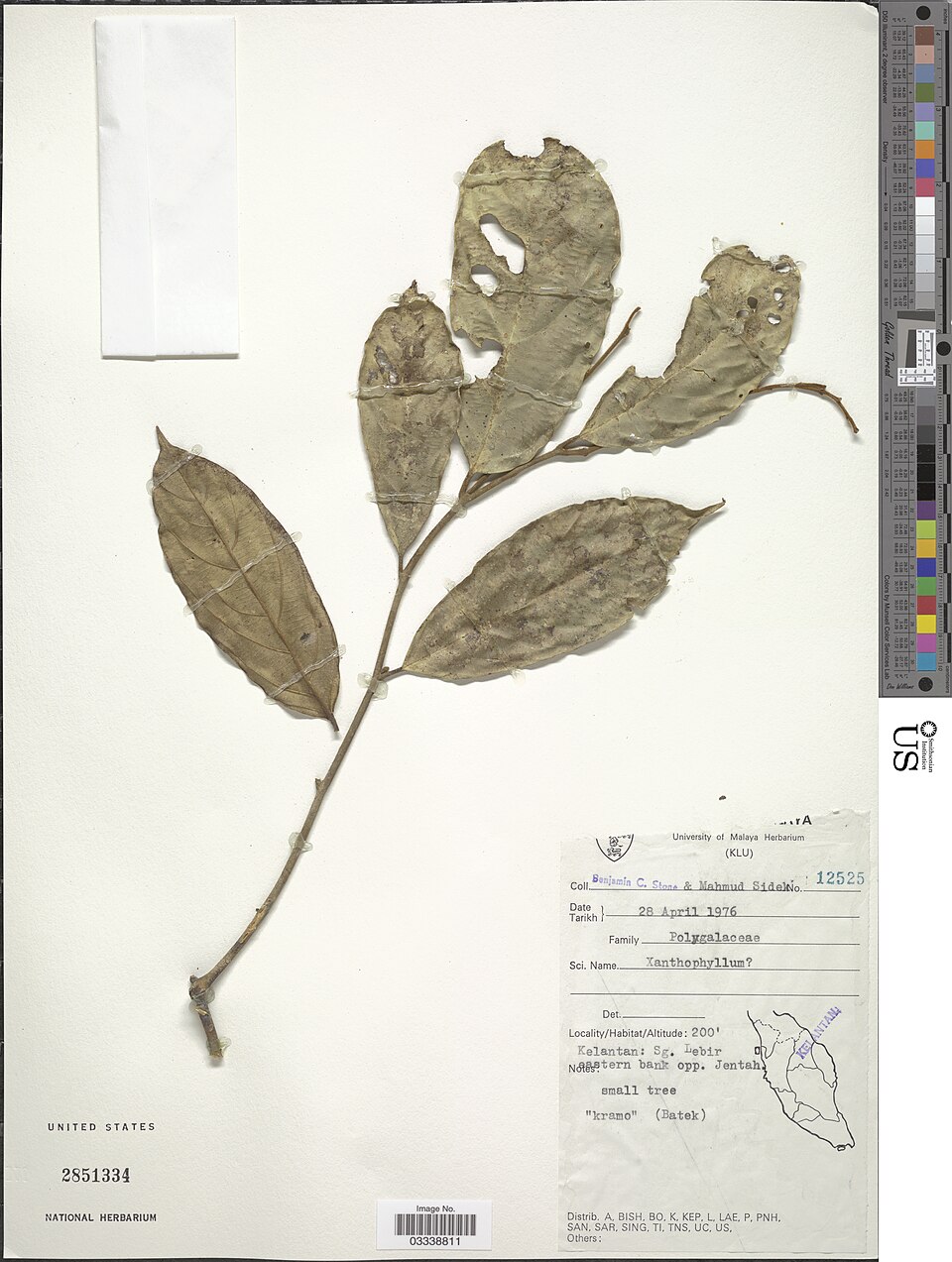 Xanthophyllum sp