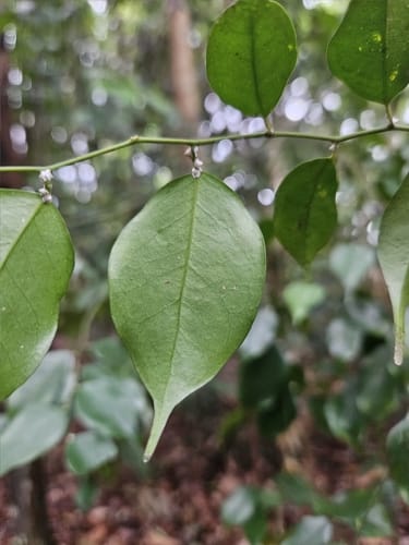 Xanthophyllum stipitatum — photo