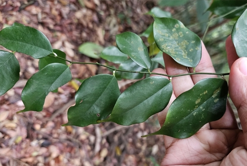Xanthophyllum stipitatum