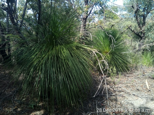 Xanthorrhoea arborea (Grass gum tree) — photo