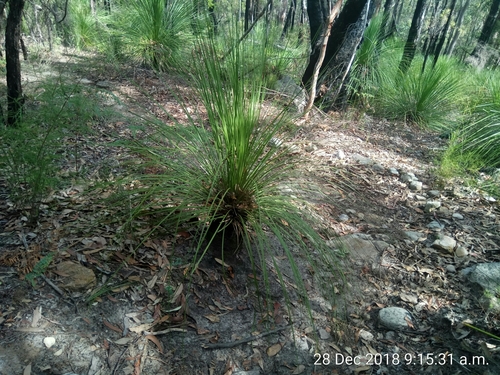 Xanthorrhoea arborea (Grass gum tree) — photo